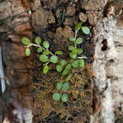 9) Pleurothallis microphylla