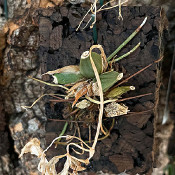 1) Oncidium concolor