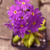 Primula clusiana_3