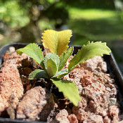 Primula marginata ssp.?