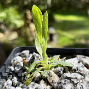 Primula deorum