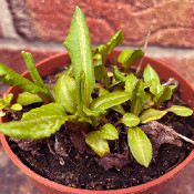 Primula rosea ’Rosy‘_1