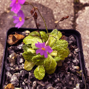 Primula algida_4