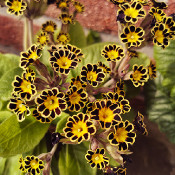 Primula 'Little Queen Red', 16.3.20, 2