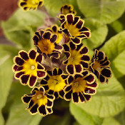 Primula 'Little Queen Red', 16.3.20, 3
