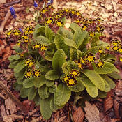 Primula 'Little Queen Red', 27.4.21, 1_1