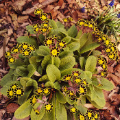 Primula 'Little Queen Red', 27.4.21, 1_2