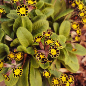 Primula 'Little Queen Red', 27.4.21, 1_3