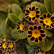 Primula 'Little Queen Red', 27.4.21, 1_4