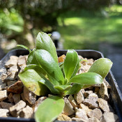 Primula glaucenscens_1