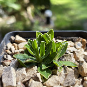 Primula wulfeniana ssp. wulfeniana_1