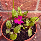 Primula rosea ’Rosy‘