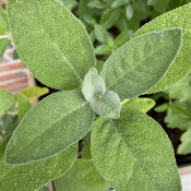 Salvia officinalis ssp.
