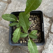 Salvia stepposa 02