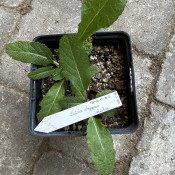 Salvia stepposa 01