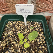 Salvia hierosolymitana 01