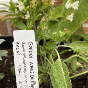 White-flowering Sage_1