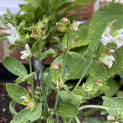 White-flowering Sage_2