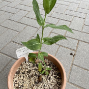 Salvia deserta_1