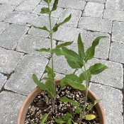 Salvia deserta_4