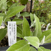 Andean Sage_1