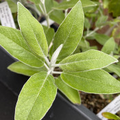 Andean Sage_2