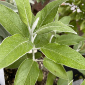 Andean Sage_3