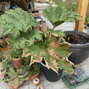 Ein Teil der Sammlung mit einer großen solitären Gunnera manicata_2