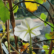 Mondwinde Calonyction album (Ipomoea alba)_1