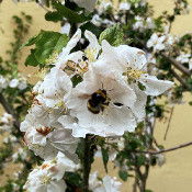 Bombus sp. in einer Apfelblüte_1