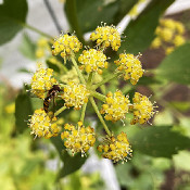 Blütenbesuchende Insekten