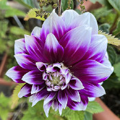 Dahlien