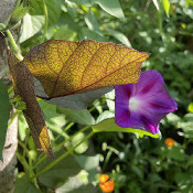 Ipomoea tricolor, 1.9.21_1