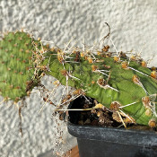 Opuntia (Feigenkakteen) und Verwandte