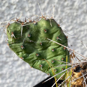 Opuntia (Feigenkakteen) und Verwandte