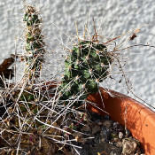 Opuntia (Feigenkakteen) und Verwandte