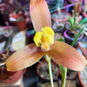 Lycaste lasioglossa_1