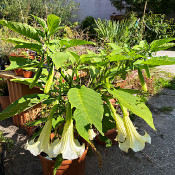 Brugmansia 2 - 1