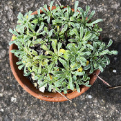 Saxifraga callosa lantoscana