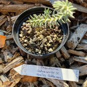 Sedum urvillei DC_1