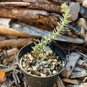 Sedum urvillei DC.