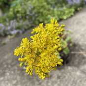 Sedum stenopetalum, 20.6.21