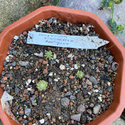 Sempervivum arachnoideum doellianum_1