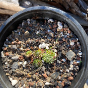 Sempervivum arachnoideum glabrescens_2