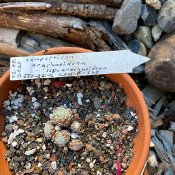 Sempervivum arachnoideum ssp arachnoideum_1