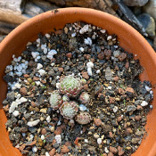 Sempervivum arachnoideum ssp arachnoideum_2