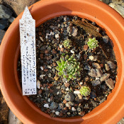 Sempervivum arachnoideum v mogridei_1