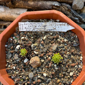 Sempervivum ballsii_1