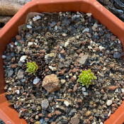 Sempervivum ballsii_2