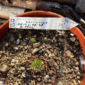 Sempervivum borissorae_1